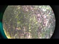 .25 cal airgun