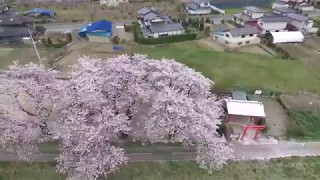 伊達市の桜シリーズ　伊達金子公園