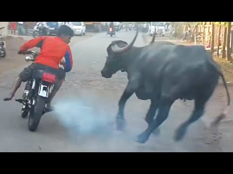 Coi là cười toét miệng【Laugh torn mouth】😱 Funny moments 2020 / P81