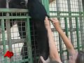 Smoking Chimp Rescued, Sent to Brazil