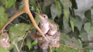 Acacia & Aster Fledge