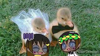 Pfp Contest For Duckieillustrates