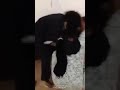 هوشة شغالات
