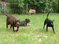 Reggie the ARF-IL black Lab, and Friends!