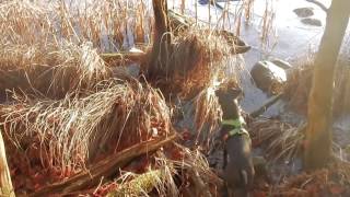 Hilda Running To The Woods And Getting Ball From Places Hd Patterdale Terrier