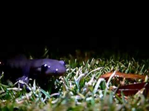 Header of Ambystoma jeffersonianum
