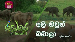 Sobadhara - Sri Lanka Wildlife Documentary | 2020-09-04 | Twin Elephants - 2