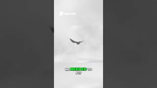 Cias Raven Agent Dudas Incredible Aviation Skills