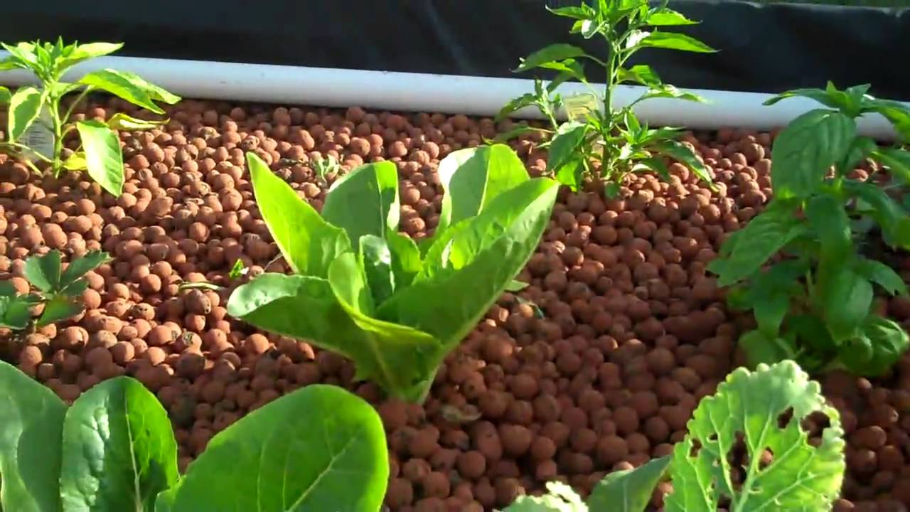 300 Gallon Aquaponics Buildout Part 12 - YouTube