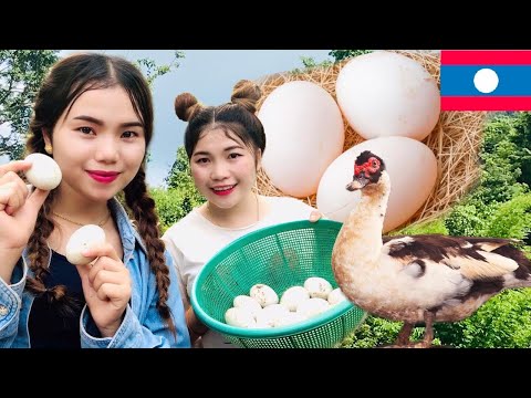 สาวลาวเก็บไข่เป็ด,Lao girls find duck eggs in the garden,ເກັບໄຂ່ເປັດຢູ່ສວນ#SaoXiengkhouangChannel