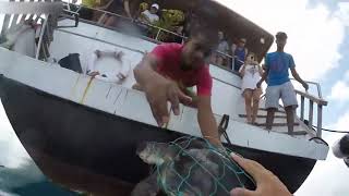 Борющаяся Морская Черепаха Спасена От Рыболовной Сети На Мальдивах