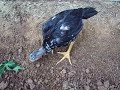 image Ayam Bangkok Super Umur 1 Bulan 22 Hari