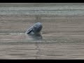 Irrawaddy Dolphins Swimming in the Mekong