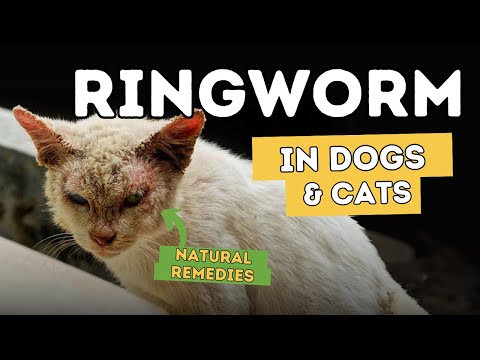 Ringworm in Cats and Dogs - YouTube
