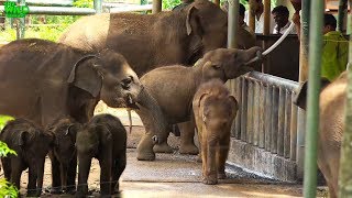 Elephant orphans queue to drink milk Elephant orphans queue to drink milk