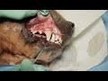 Veterinary Dental Maxillary Canine Tooth Extraction in a Dog
