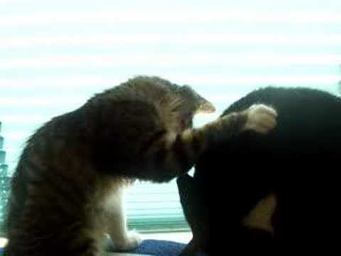 cute puppies and kittens kissing