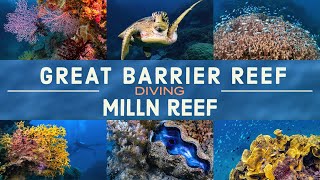 BREATHTAKING Views of Milln Reef (Great Barrier Reef): 4K 