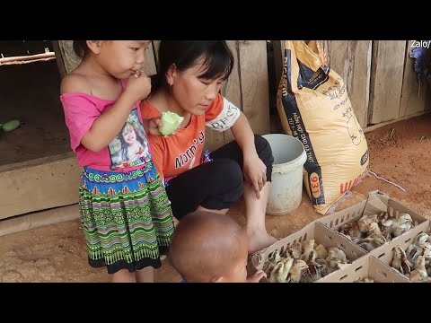 Giàu nuôi chó, khó nuôi dê, em nghèo mong nuôi gà có trứng ăn - Cuộc sống vợ chồng A Sành #1
