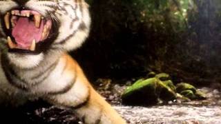 Watch Great Mountain Fire If A Kid video