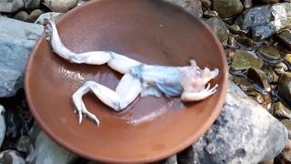 Primitive Technology - find frogs - Burn with banana flower eating delicious