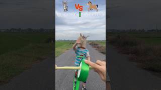 Race Between Donkey And Horse Who Runs Fastest?