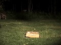 Raccoon on the Move! [Backyard Bag Feeder Project]