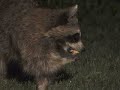 Raccoon on the Move! [Backyard Bag Feeder Project]