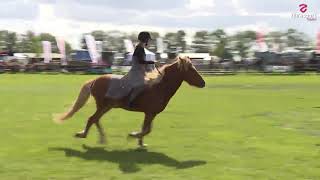 WHC Showteam 2019