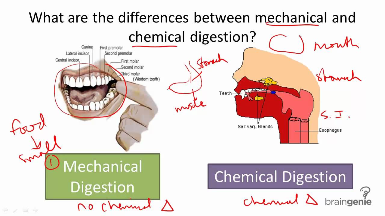 8.5.3 Mechanical v Chemical Digestion - YouTube