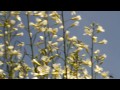 Canon EF-S 18-135mm f/3.5-5.6 IS video test HD 1080p - Focus (Bees on the flowers)