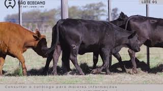 LOTE 1 - FÊMEAS BRANGUS "B" - LEILÃO VIRTUAL SÃO BIBIANO 2020