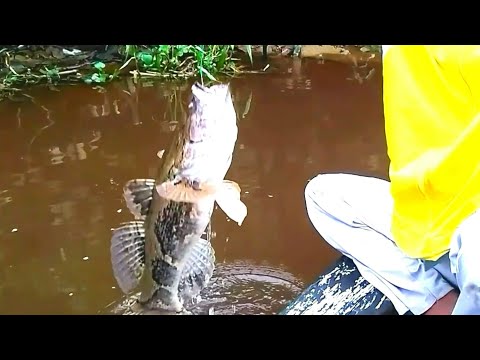 HASIL DARI UMPAN ANAK IKAN HIDUP STRIKE IKAN BETUTU YG HARGANYA MAHAL