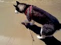 Siberian Husky - Maya al Mare Siberian Husky - Maya al Mare