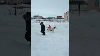 Собачья Упряжка #Dog#Pets#Shorts#Winterfun#Kidsfun#Дети#Друзья#Funnydog