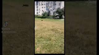 Patterdale Terrier Are So Fast