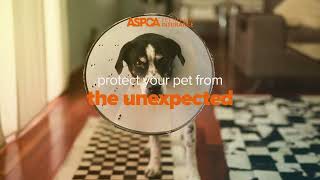 The Best Pet Insurance