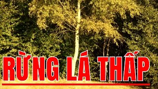 karaoke rừng lá thấp_ dan nguyen nhạc sống nhac bolero