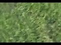 ليلة الدخلة عند الحصان ...شوف بنفسك واتعلم