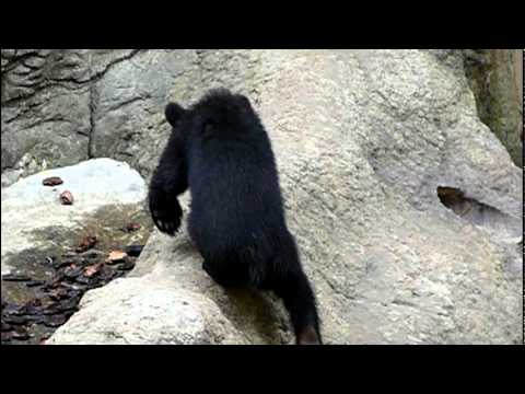 上野動物園のニホンツキノワグマの赤ちゃん。Baby Japanese black bear．＃10