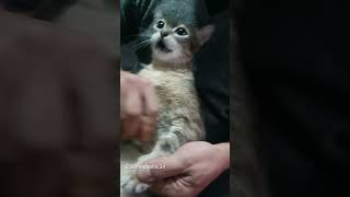 Kendin Den Jiletli Müslümcü