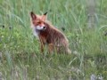 Семейными отношениями лисиц заинтересовались учёные