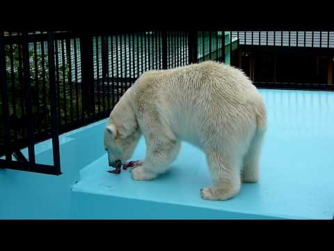 20090731_171104 Polar Bear