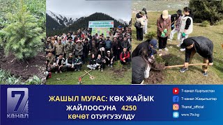 Жашыл Мурас: Көк Жайык Жайлоосуна 4250 Көчөт Отургузулду