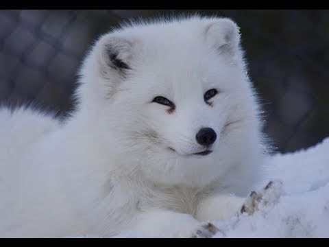 旭山動物園のホッキョクギツネ〜Arctic Fox