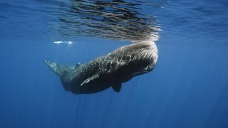 Endangered Sperm Whales are Drowning in Drift Gillnets | Oceana