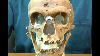 ネアンデルタール人の頭骨モデル：動画