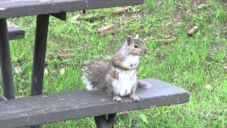 squirrels eating from my hand squirrels eating from my hand