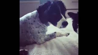 Funny Animals Video | Ultimate Cats And Dogs Videos 2019