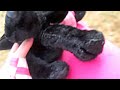 Outside with my webkinz black lab!